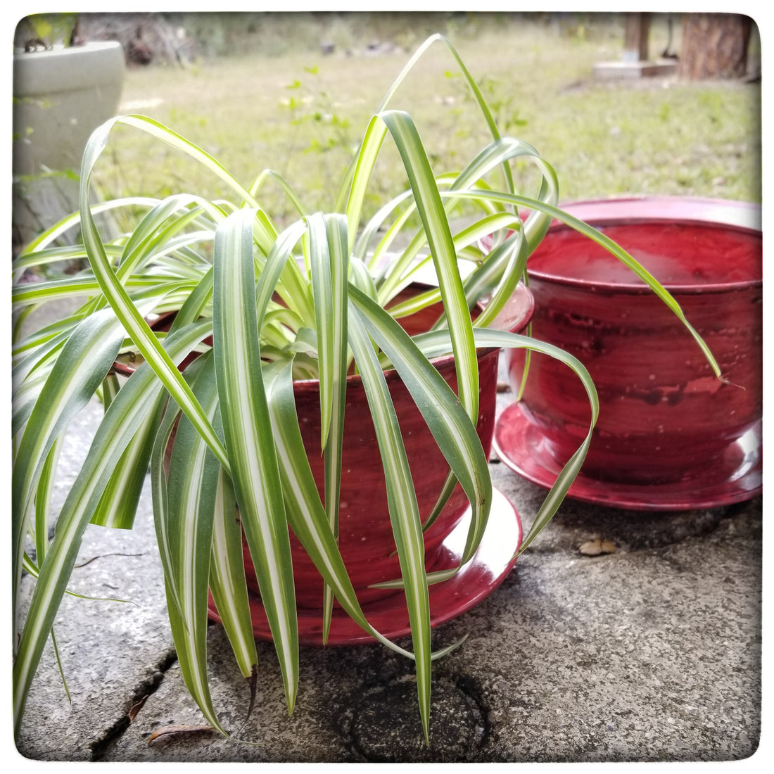 This Week Only: Two Large Planters