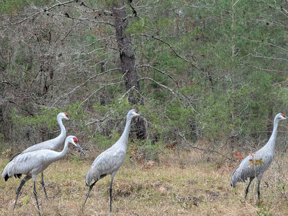 Group of cranes in a natural setting with trees and grass.